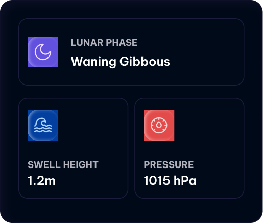 Live Conditions